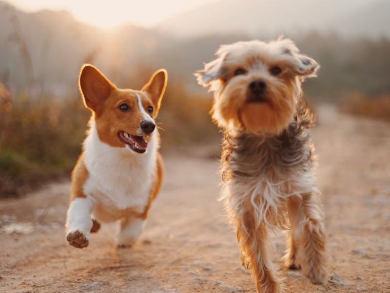 Dog Vision Image